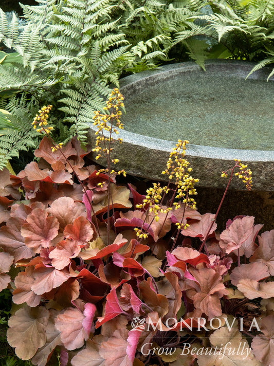 Heuchera | Sirens' Song Coral Bells | Orange Delight - 1 Gallon