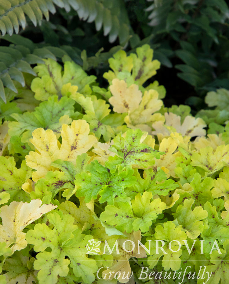 Heucherella | Spicy Lime Foamy Bells