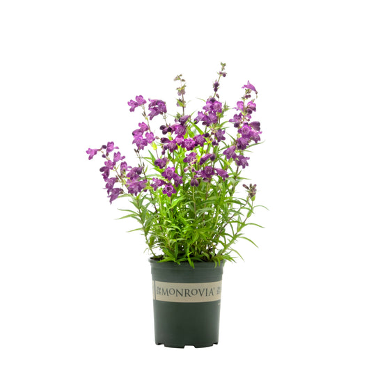 Penstemon | Harlequin Beardtongue | Purple - 1 Gallon