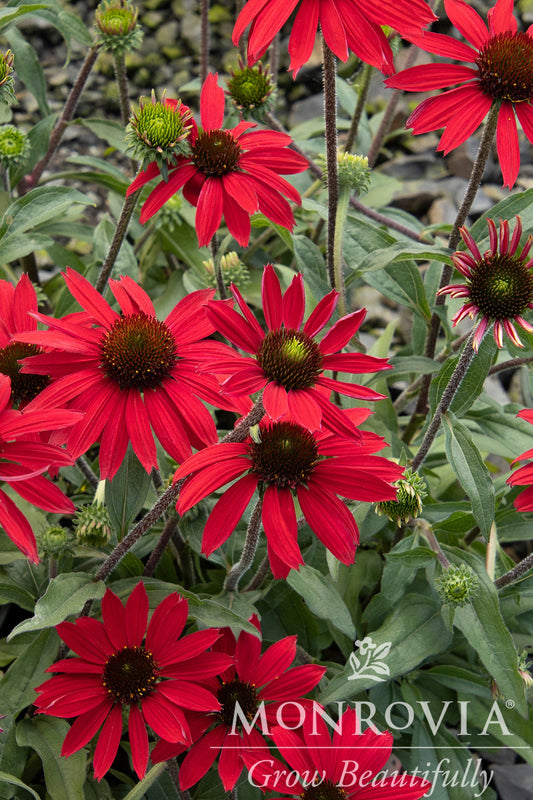 Echinacea | Evolution Coneflower | Embers Fever - 1 Gallon