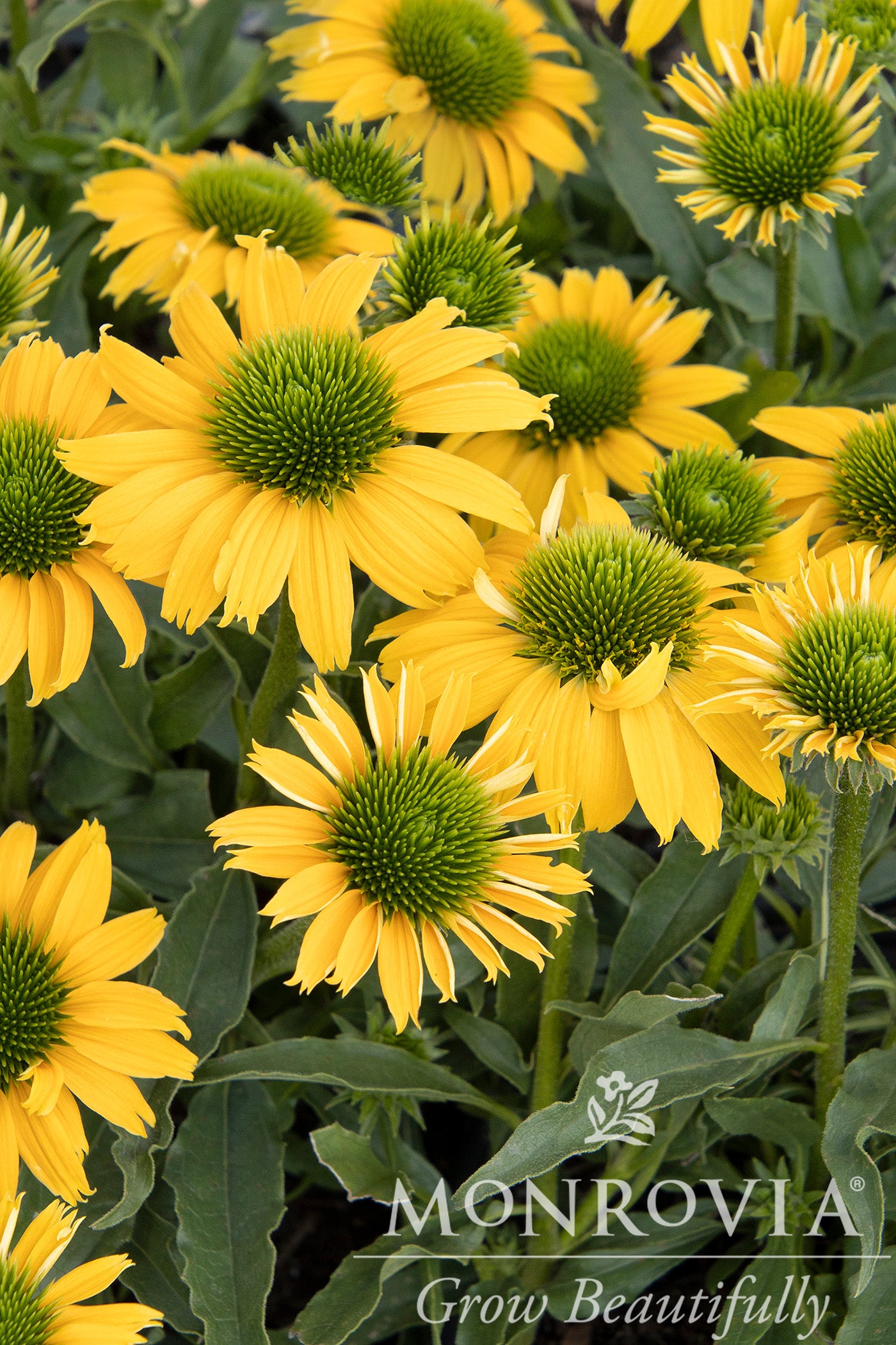 Echinacea | Evolution Coneflower