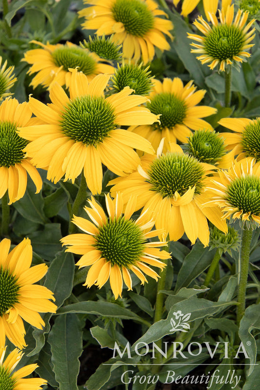 Echinacea | Evolution Coneflower | Embers Sparks - 1 Gallon