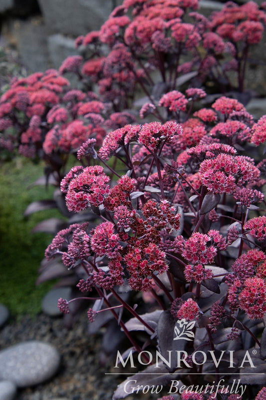 Sedum | Chocolate Fountain Stonecrop - 1 Gallon