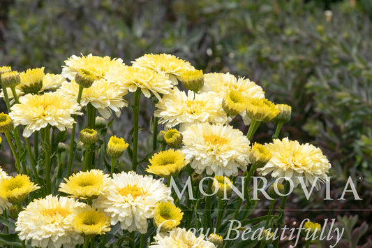 Leucanthemum | Lemon Puff Shasta Daisy - 1 Gallon