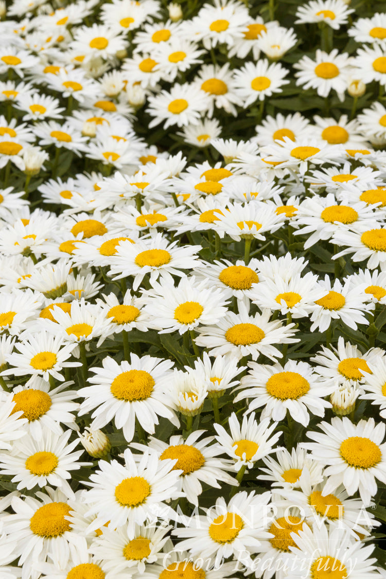 Leucanthemum | Shortstop Shasta Daisy