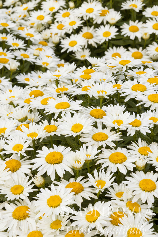 Leucanthemum | Shortstop Shasta Daisy