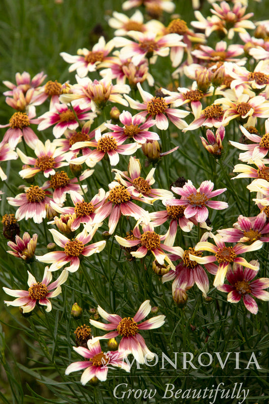 Coreopsis | Sunstar Tickseed | Rose - 1 Gallon