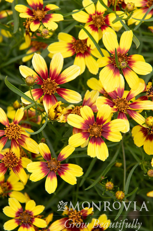 Coreopsis | Sunstar Tickseed | Orange - 1 Gallon