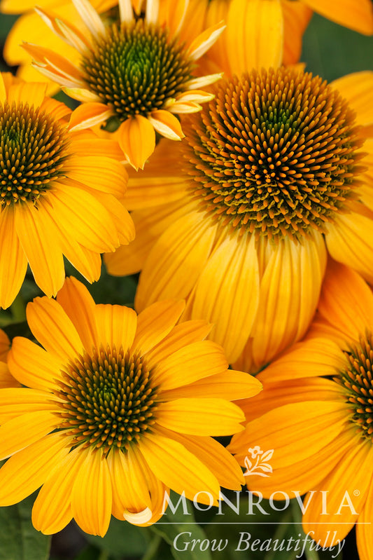 Echinacea | Sombrero Coneflower | Granada Gold - 1 Gallon