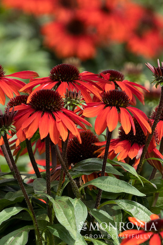 Echinacea | Sombrero Coneflower