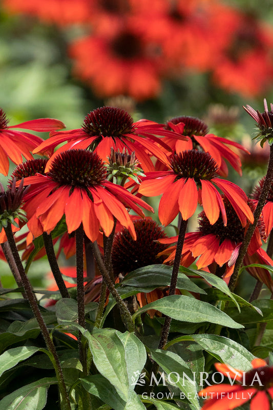 Echinacea | Sombrero Coneflower | Adobe Orange - 1 Gallon