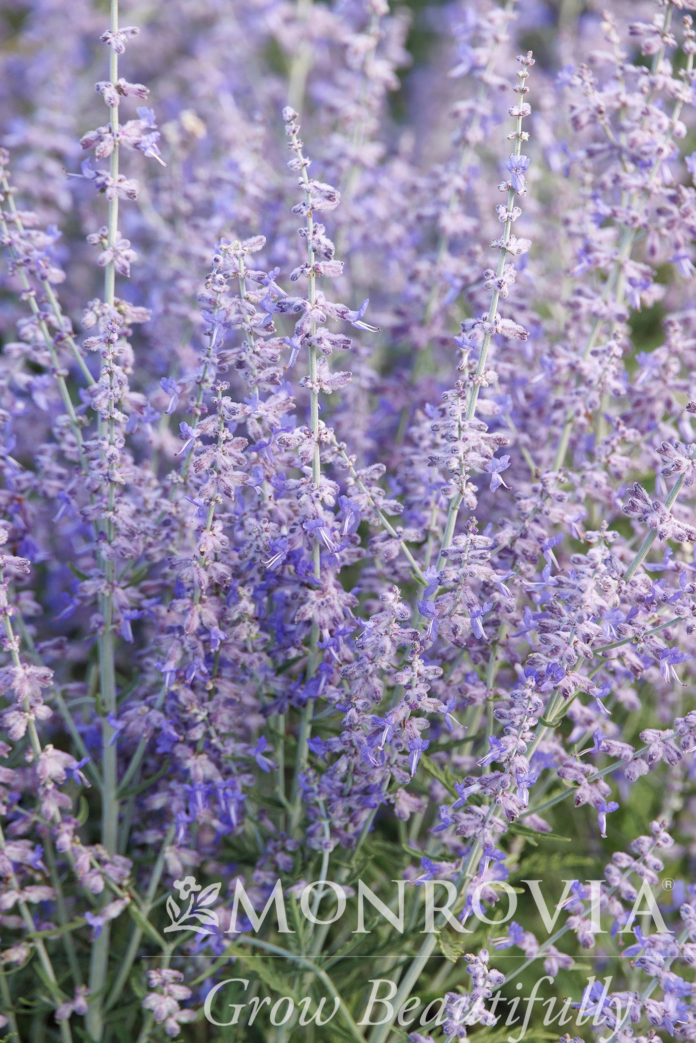 Perovskia | Blue Jean Baby Russian Sage - 1 Gallon