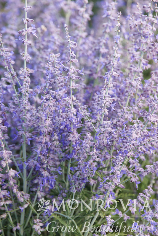 Perovskia | Blue Jean Baby Russian Sage - 1 Gallon