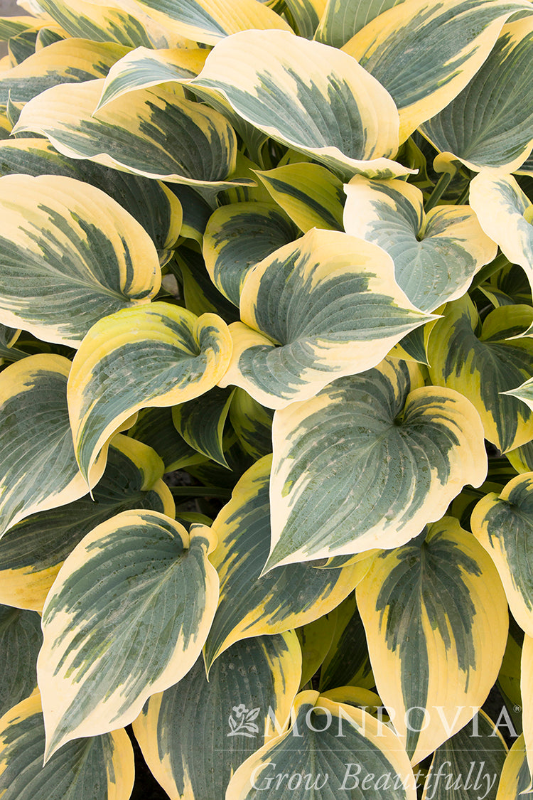 Hosta | First Frost Hosta