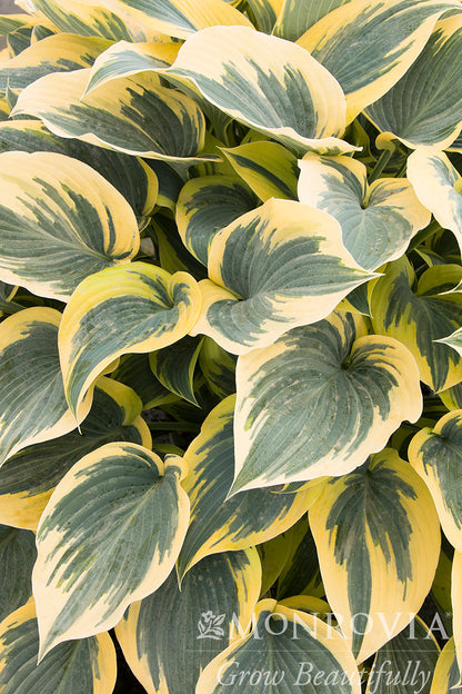 Hosta | First Frost Hosta