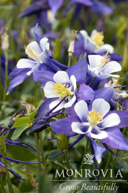 Aquilegia | Kirigami Columbine