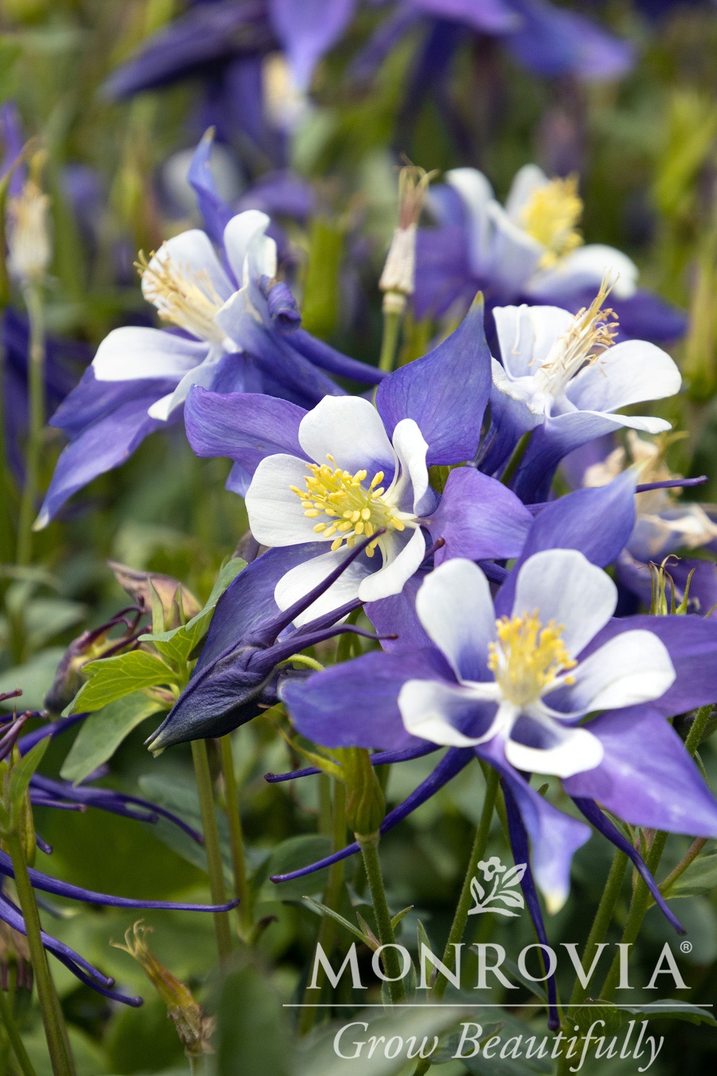 Aquilegia | Kirigami Columbine | Deep Blue & White - 1 Quart