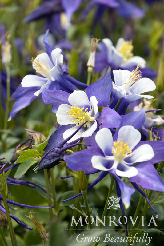 Aquilegia | Kirigami Columbine | Deep Blue & White - 1 Quart