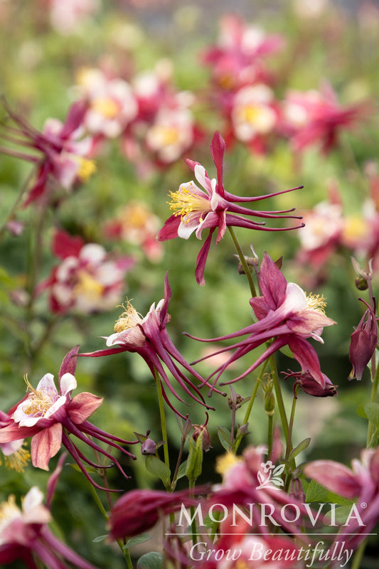 Aquilegia | Kirigami Columbine | Red & White - 1 Gallon