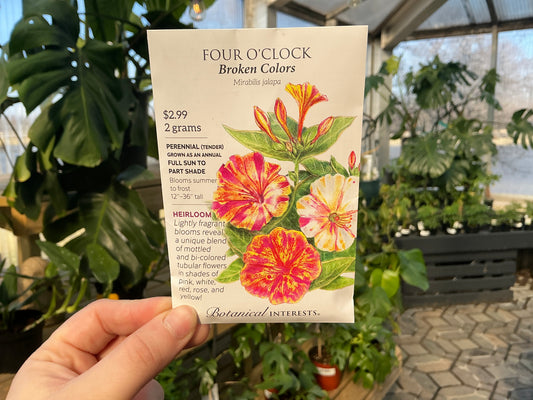 Mirabalis | Four O'Clock Seed