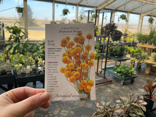 Pycnosorus | Craspedia Seed