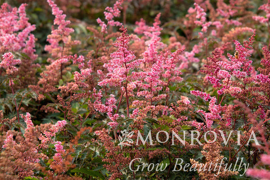 Astilbe | Key West Hybrid Astilbe - 1 Gallon