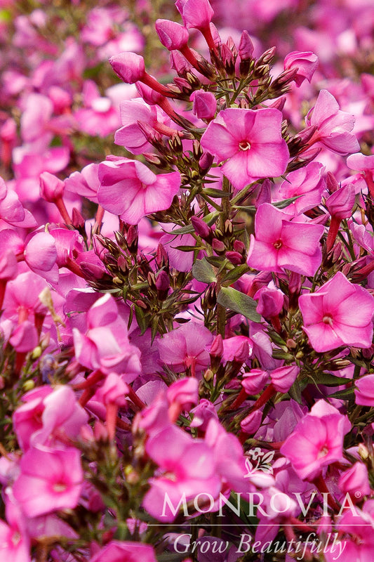 Phlox | Sweet Summer Garden Phlox | Fantasy - 1 Gallon