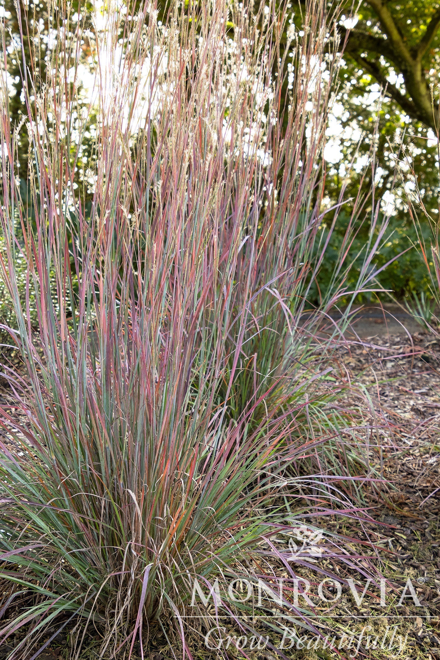 Schizachyrium | Standing Ovation Little Bluestem - 1 Gallon