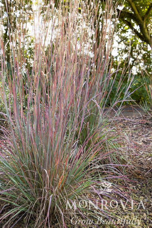 Schizachyrium | Standing Ovation Little Bluestem - 1 Gallon