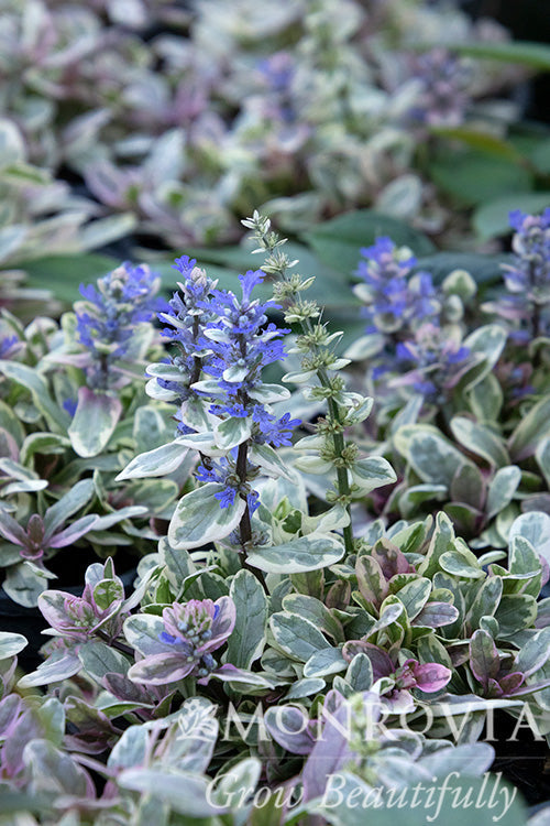 Ajuga | Princess Nadia Bugleweed - 1 Gallon