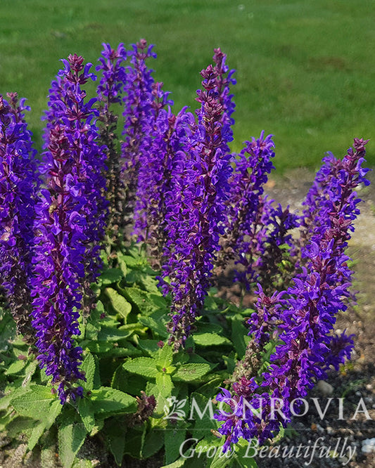 Salvia | Blue Bouquetta Meadow Sage - 1 Gallon