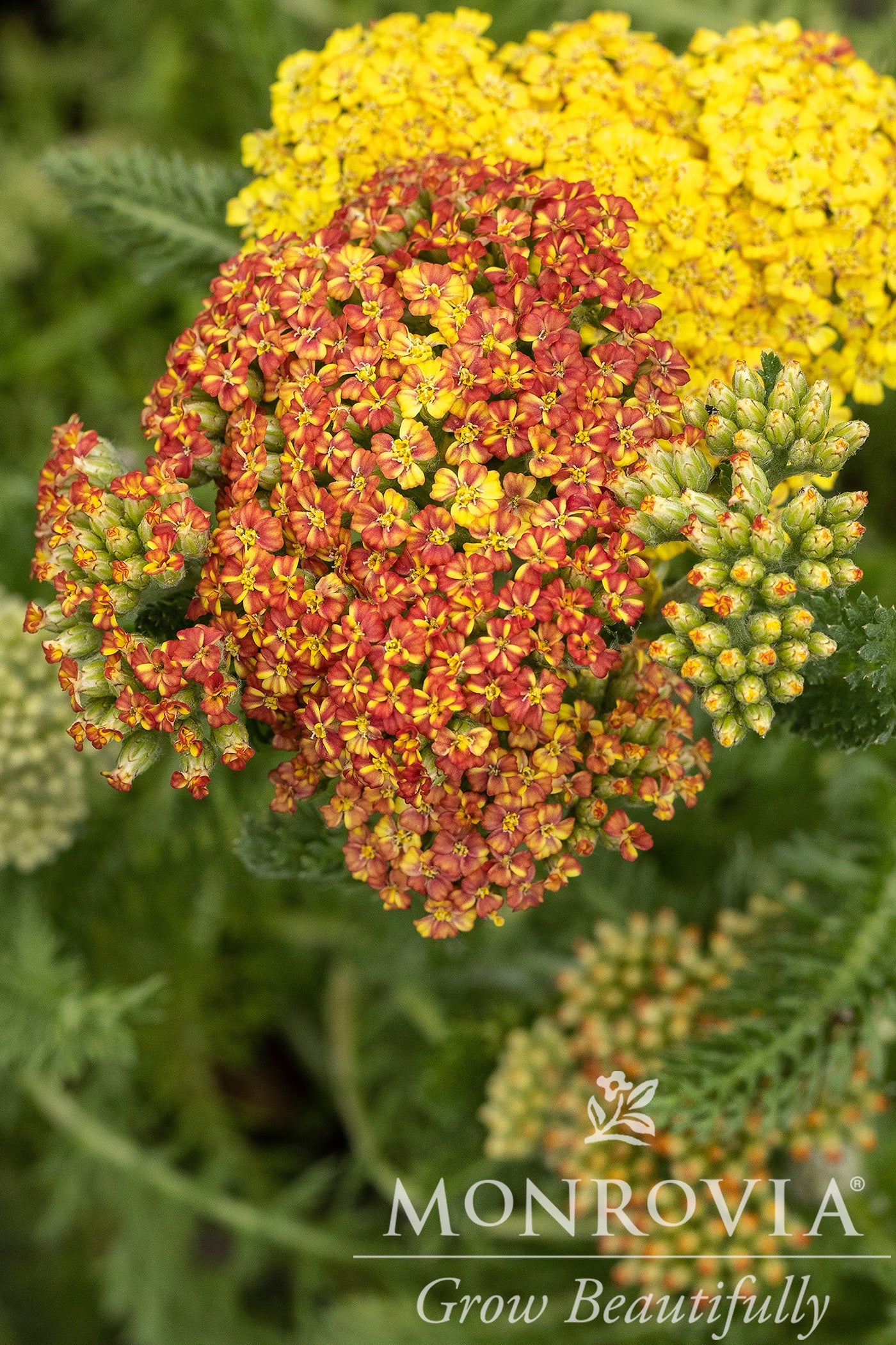 Achillea | Desert Eve Yarrow | Terracotta - 1 Gallon
