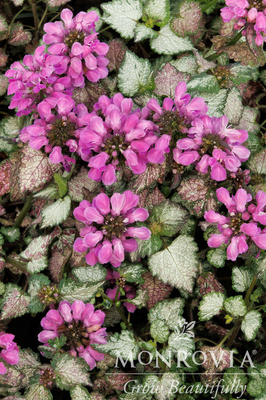 Lamium | Lami Dark Purple Dead Nettle - 1 Gallon