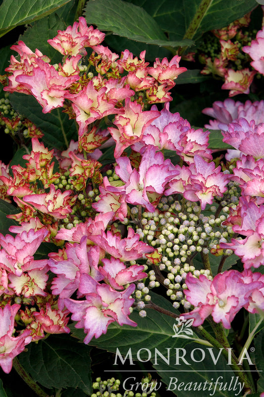 Hydrangea | Crystal Cove Bigleaf Hydrangea - 5 Gallon