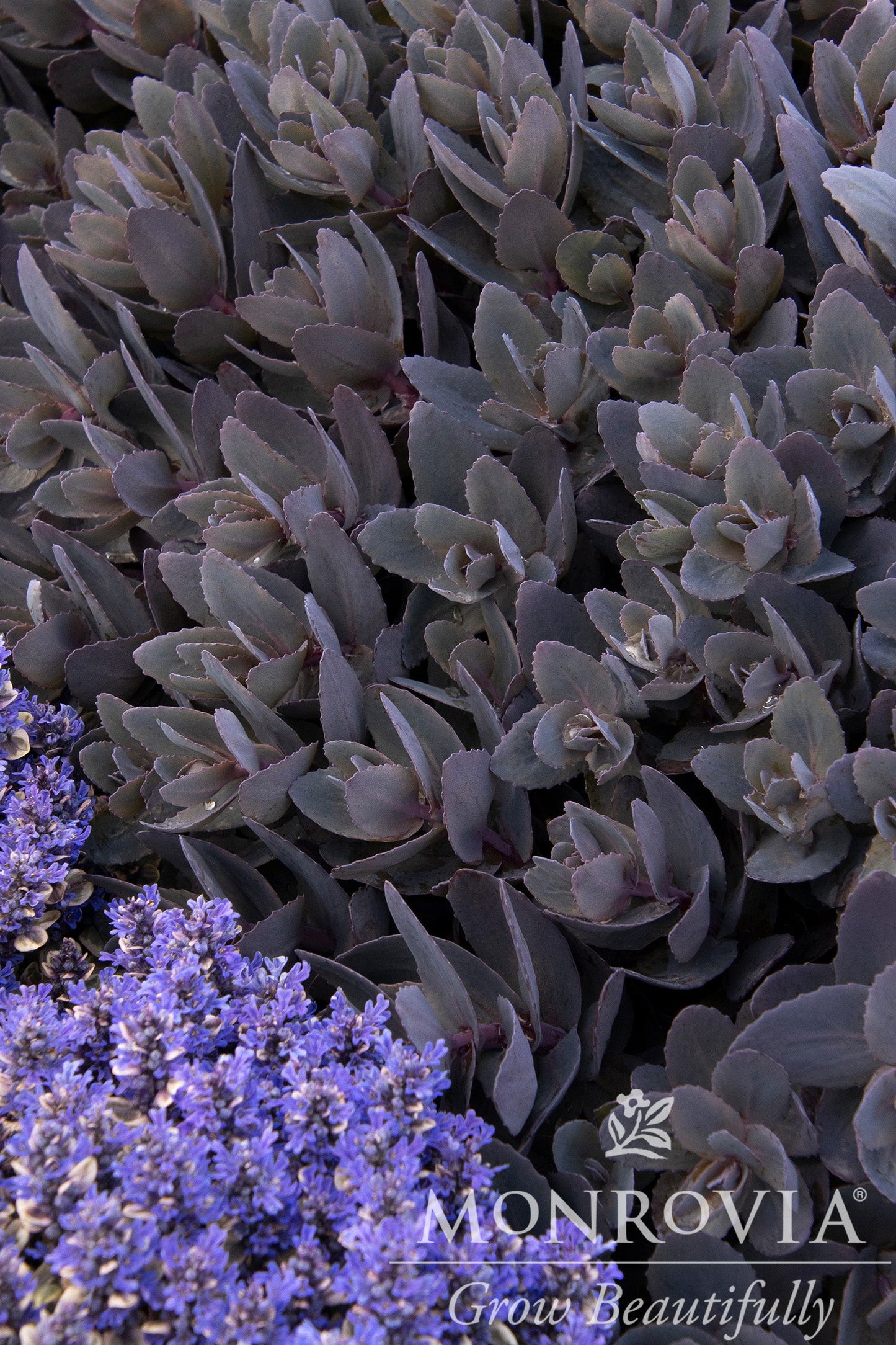 Sedum | Mojave Jewels Stonecrop | Ruby - 1 Gallon
