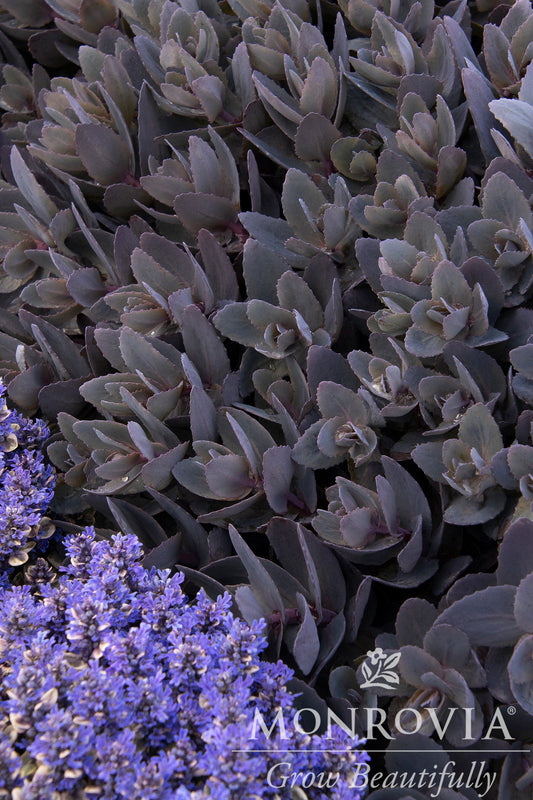 Sedum | Mojave Jewels Stonecrop | Ruby - 1 Gallon