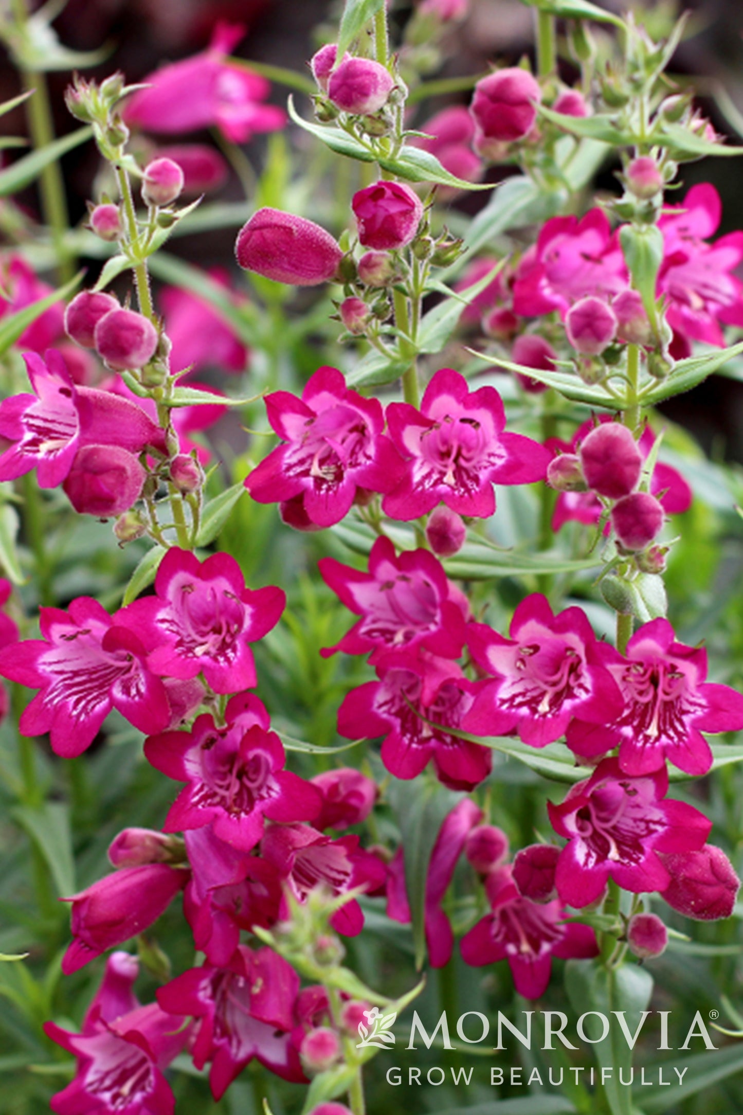 Penstemon | Harlequin Beardtongue