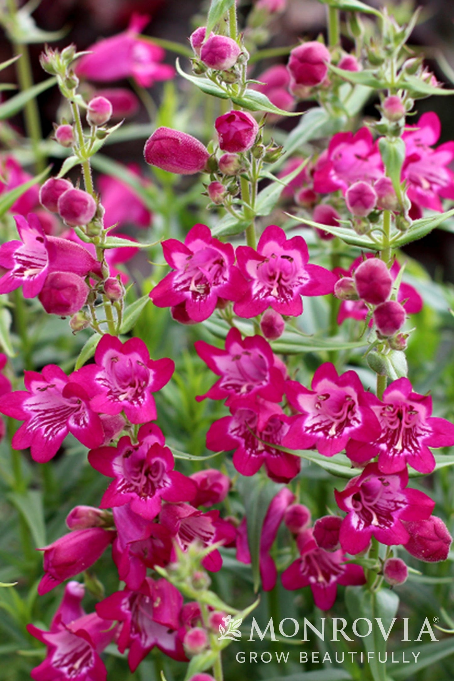Penstemon | Harlequin Beardtongue | Magenta - 1 Gallon