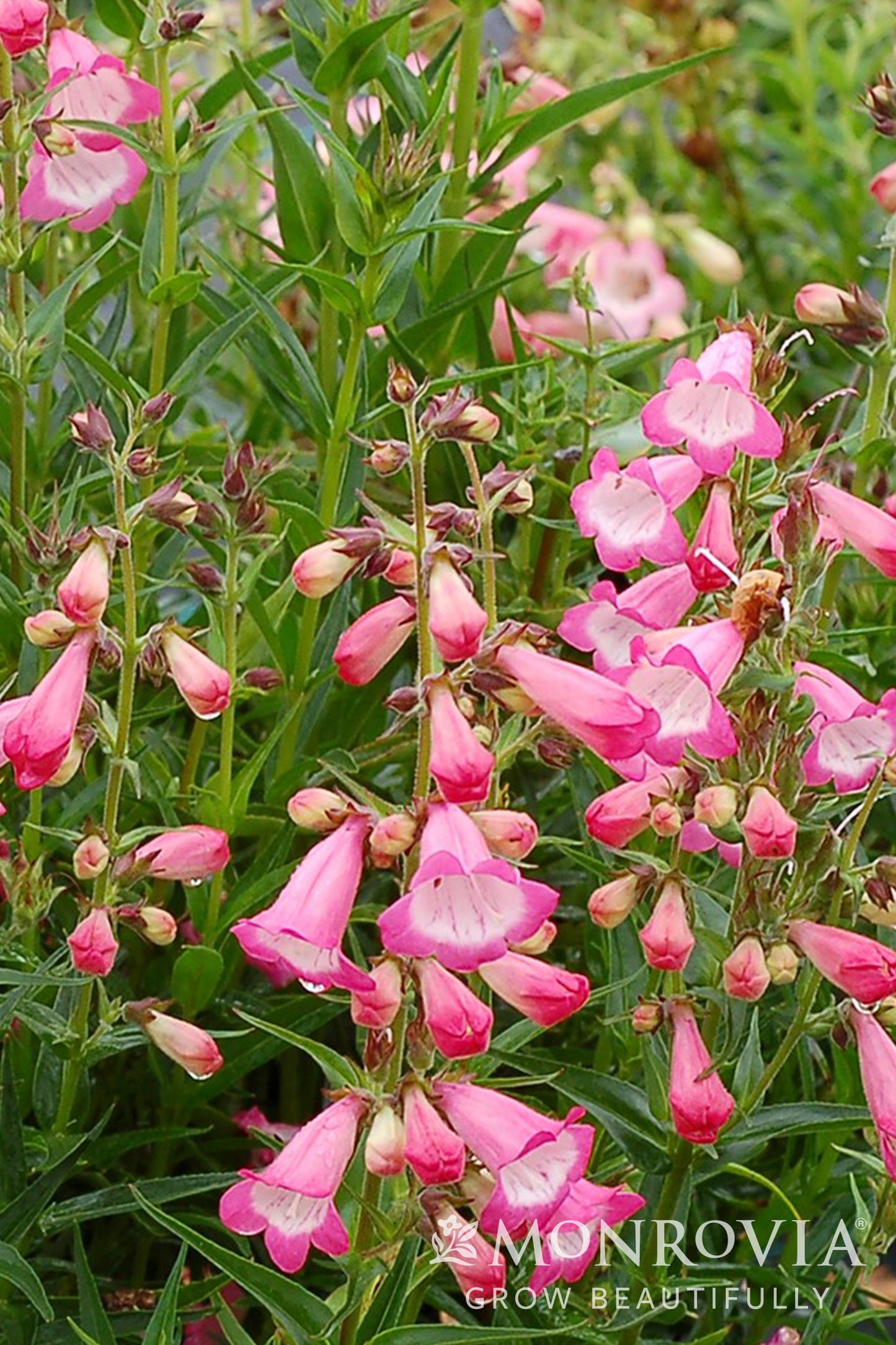 Penstemon | Harlequin Beardtongue