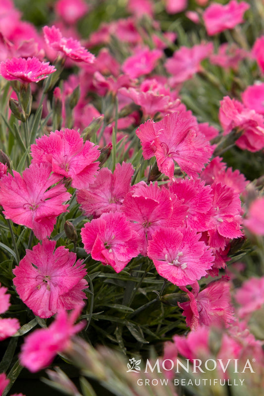 Dianthus | Vivid Dianthus | Bright Light - 1 Quart