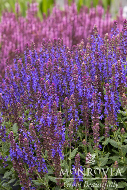 Salvia | Apex Meadow Sage | Blue - 1 Gallon