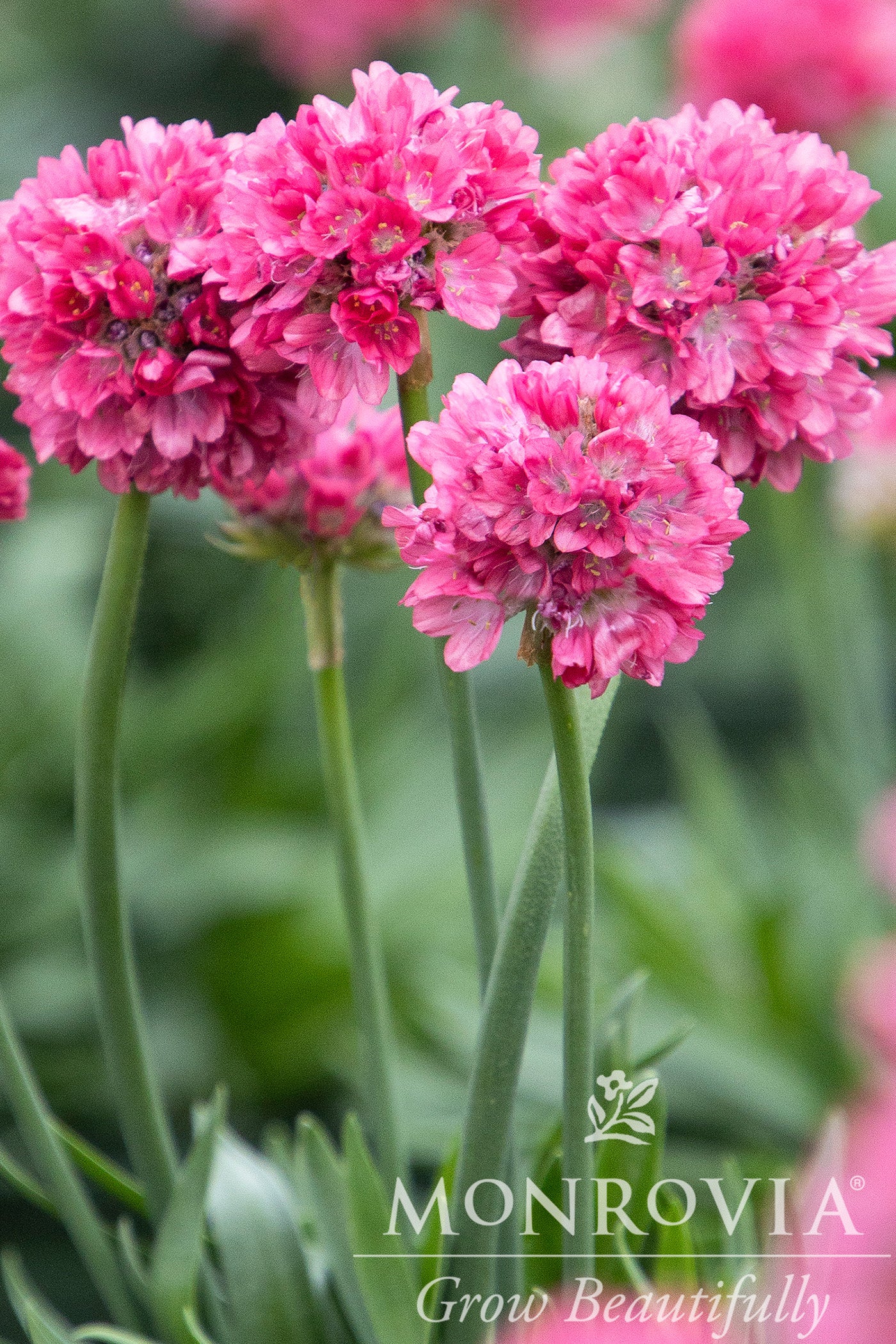 Armeria | Dreameria Sea Thrift