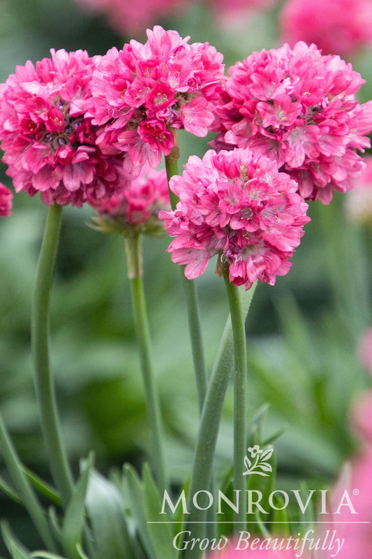 Armeria | Dreameria Sea Thrift | Sweet Dreams - 1 Quart