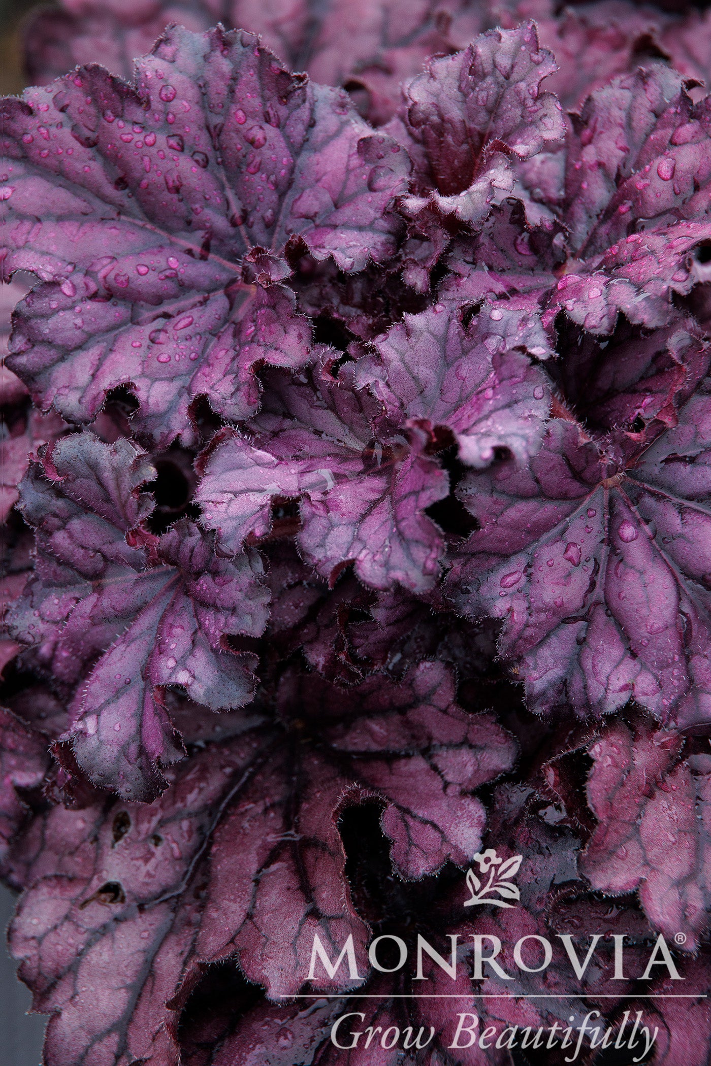 Heuchera | Forever Purple Coral Bells