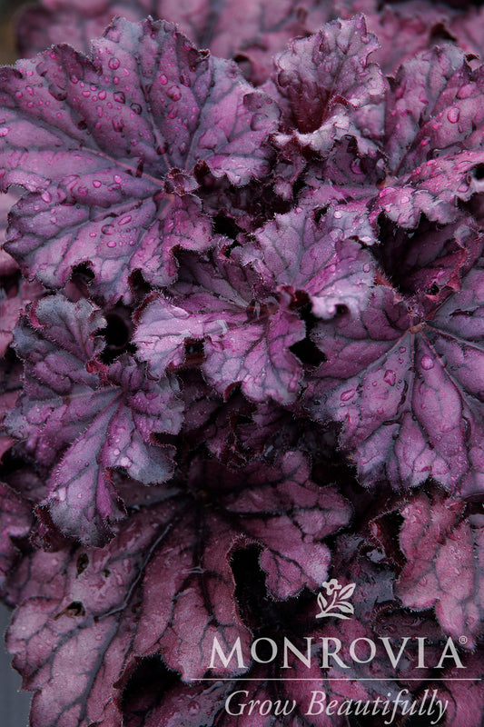 Heuchera | Forever Purple Coral Bells