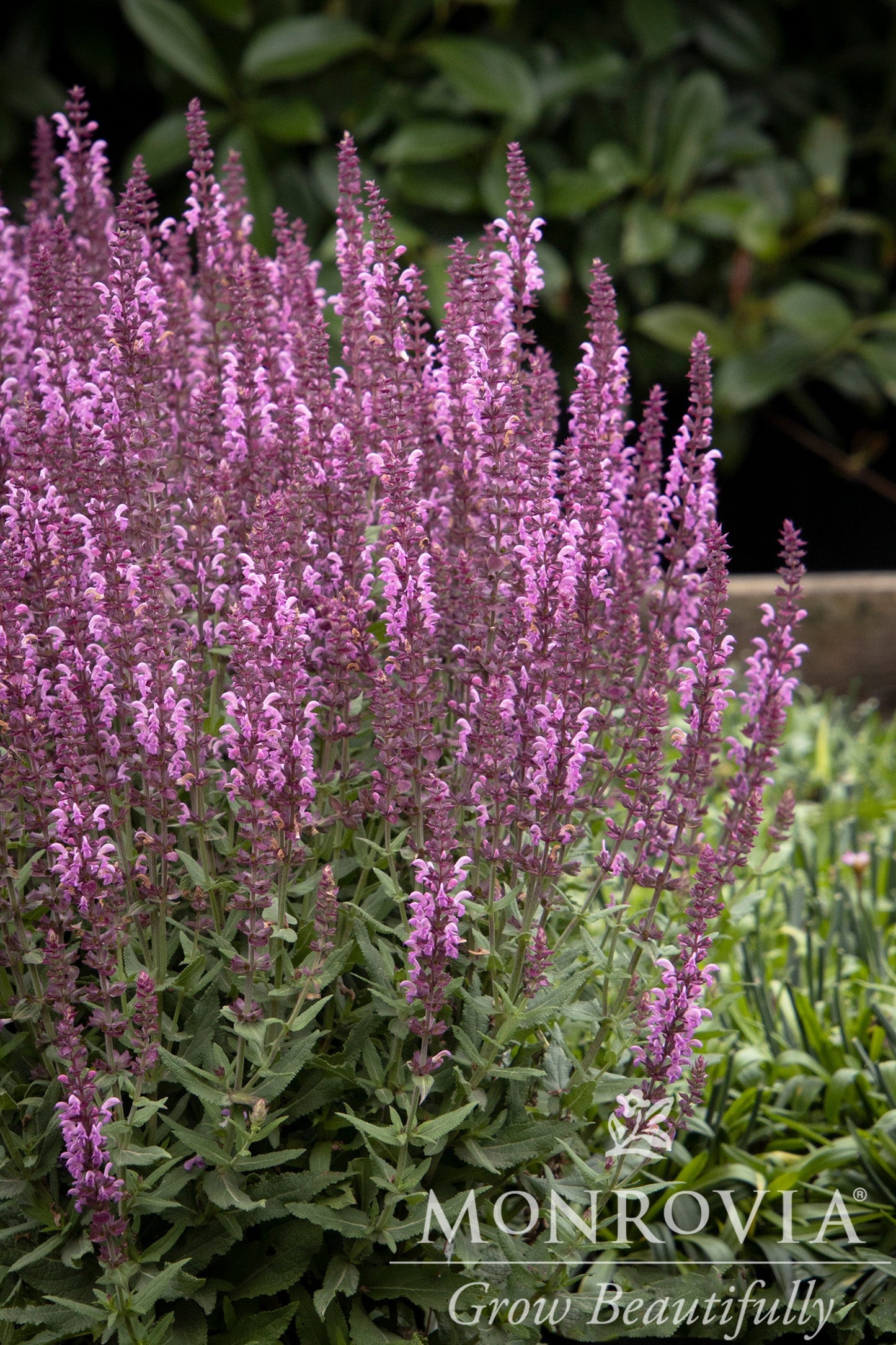 Salvia | Apex Meadow Sage | Pink - 1 Gallon