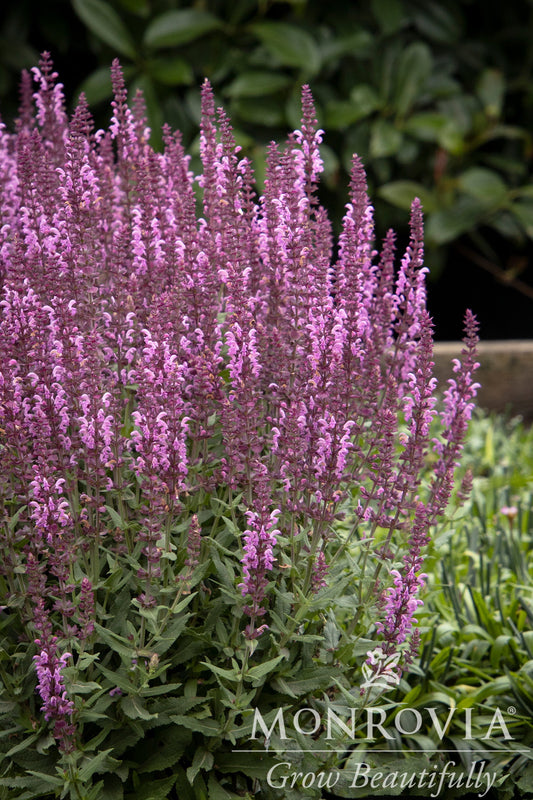 Salvia | Apex Meadow Sage | Pink - 1 Gallon
