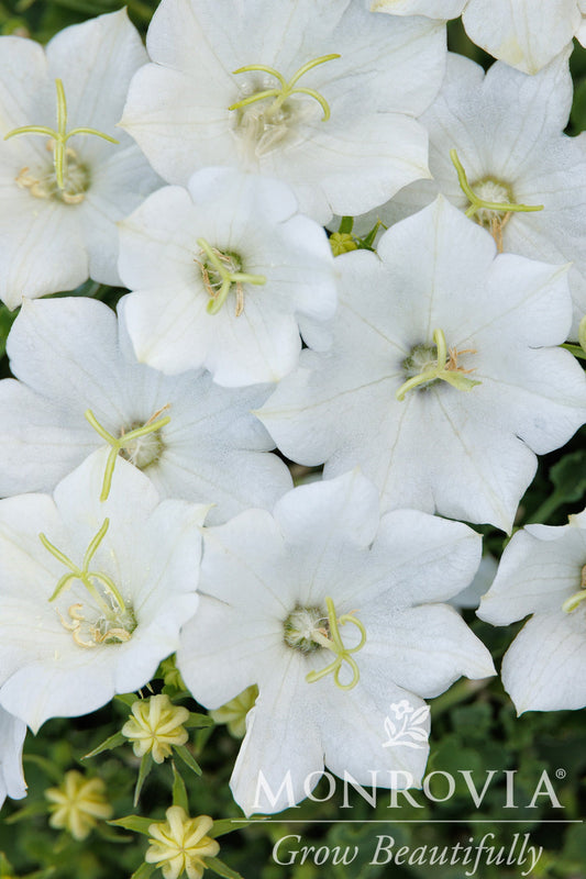 Campanula | Pristar Tussock Bellflower | White - 1 Gallon