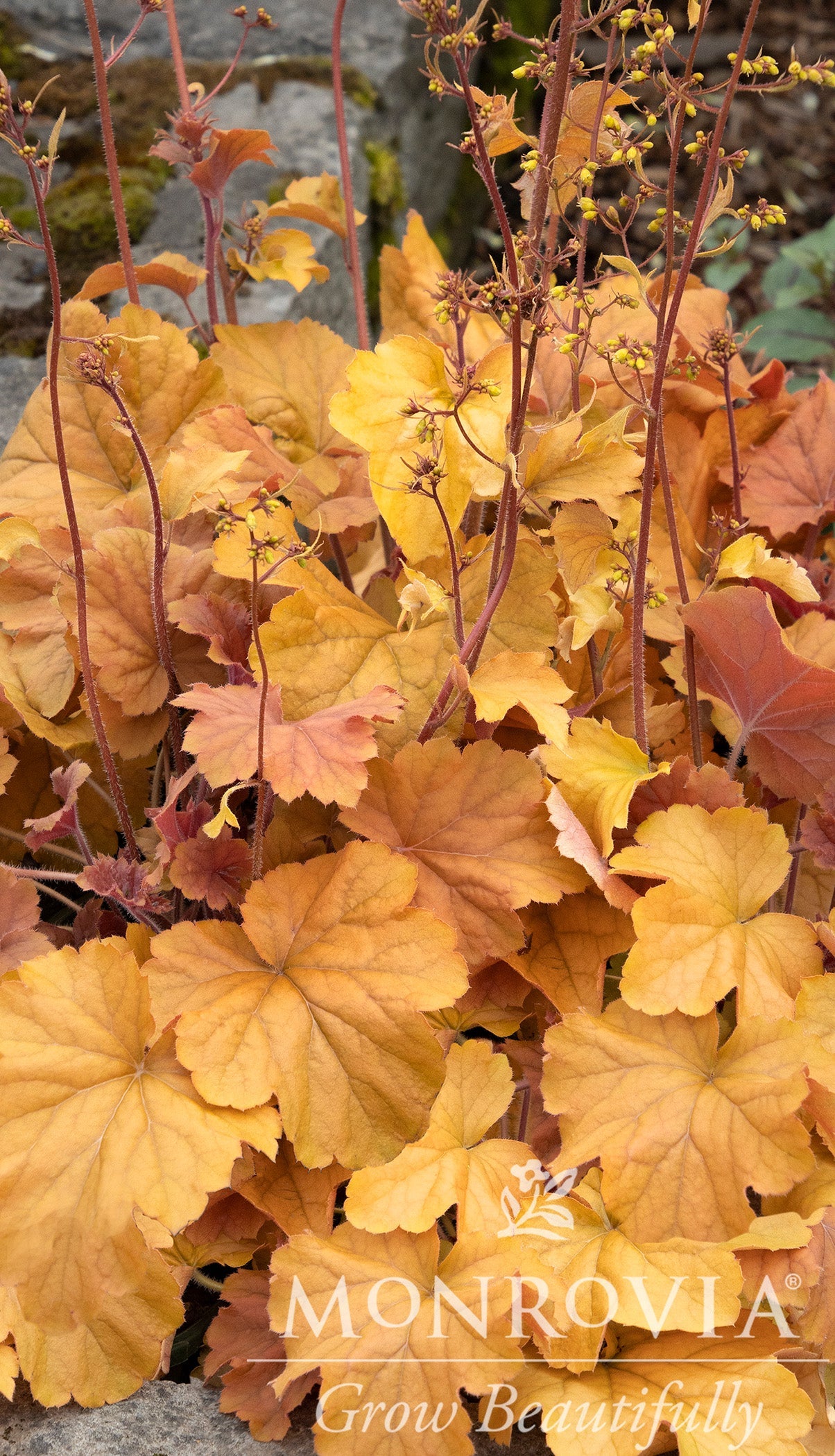 Heuchera | Northern Exposure Coral Bells | Amber - 1 Gallon