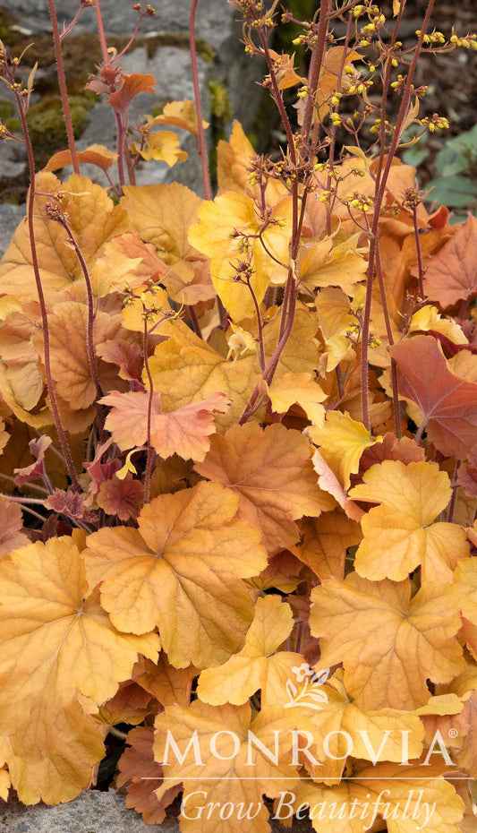 Heuchera | Northern Exposure Coral Bells | Amber - 1 Gallon